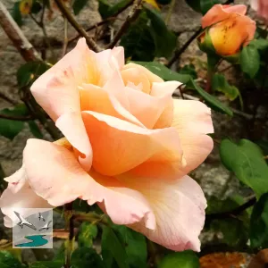 Rose du jardin